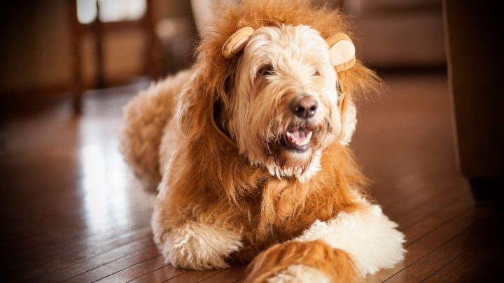 Standard Goldendoodle: The Best Buddy For Life