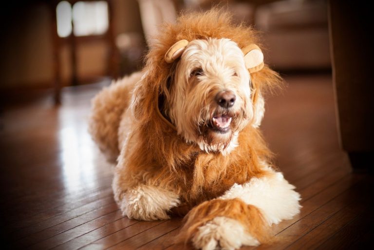 goldendoodle dressed in lion dress lying down on the floor