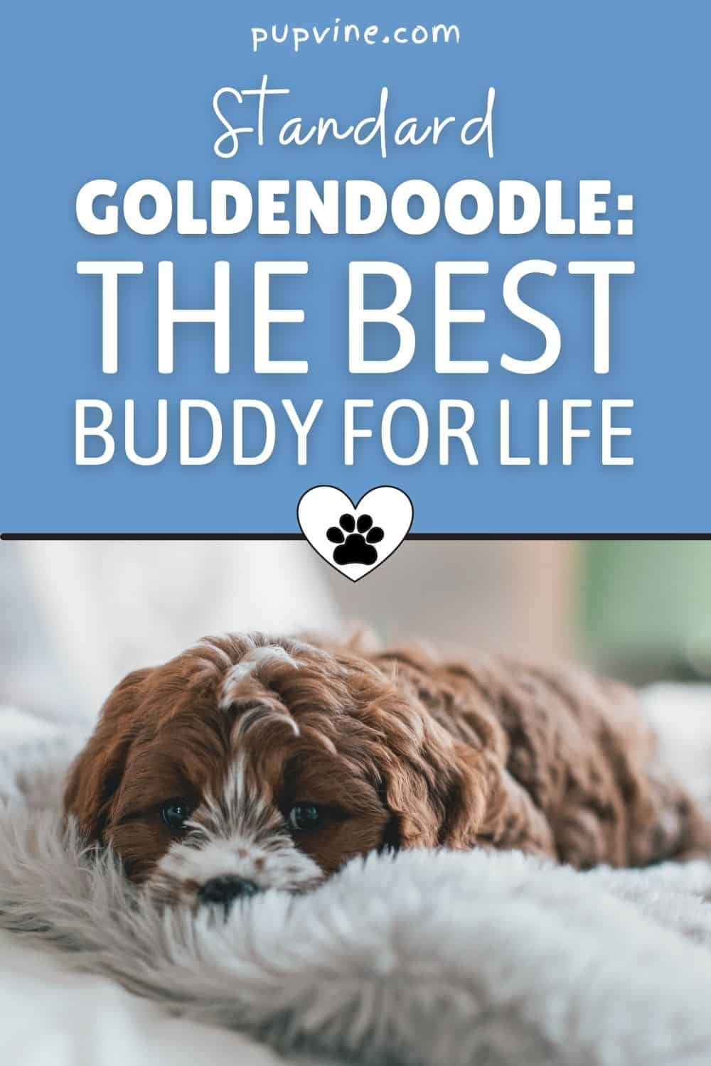 Standard Goldendoodle: The Best Buddy For Life