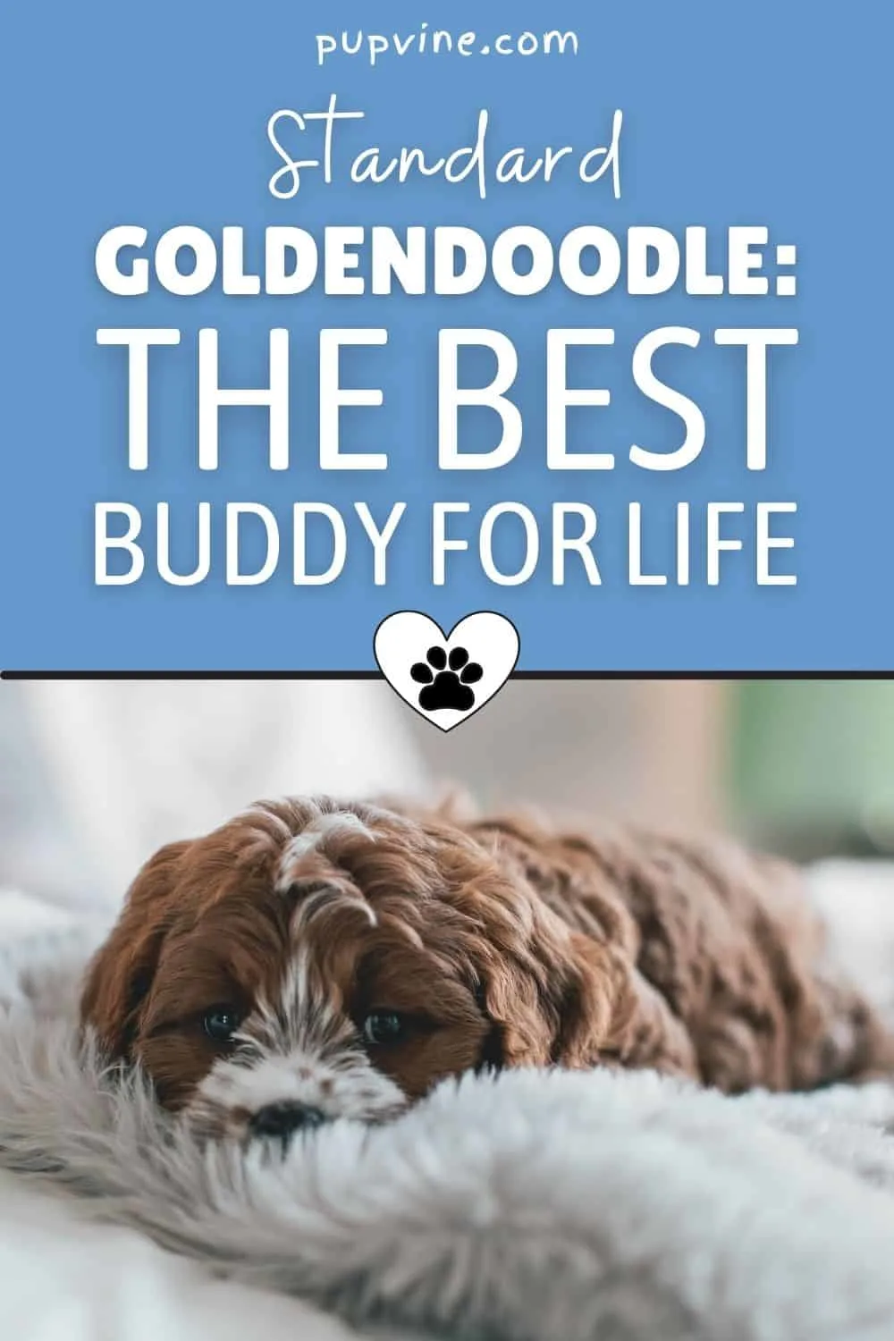 Standard Goldendoodle: The Best Buddy For Life