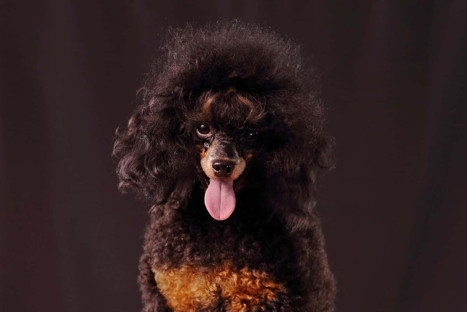 Standard Phantom Poodle Colors – Why Are These Dogs So Rare?