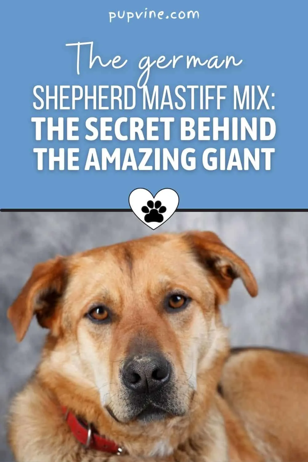 The German Shepherd Mastiff Mix: The Secret Behind The Amazing Giant