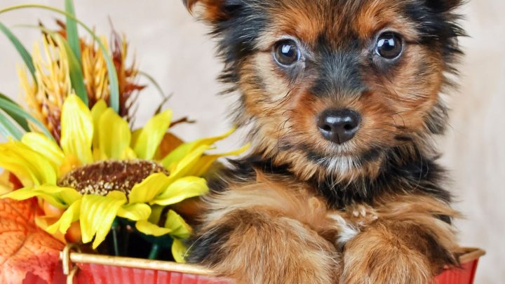 Teacup Yorkie: Meet The World’s Smallest Dog