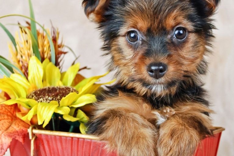 teacup yorkie inside a basket with flowers