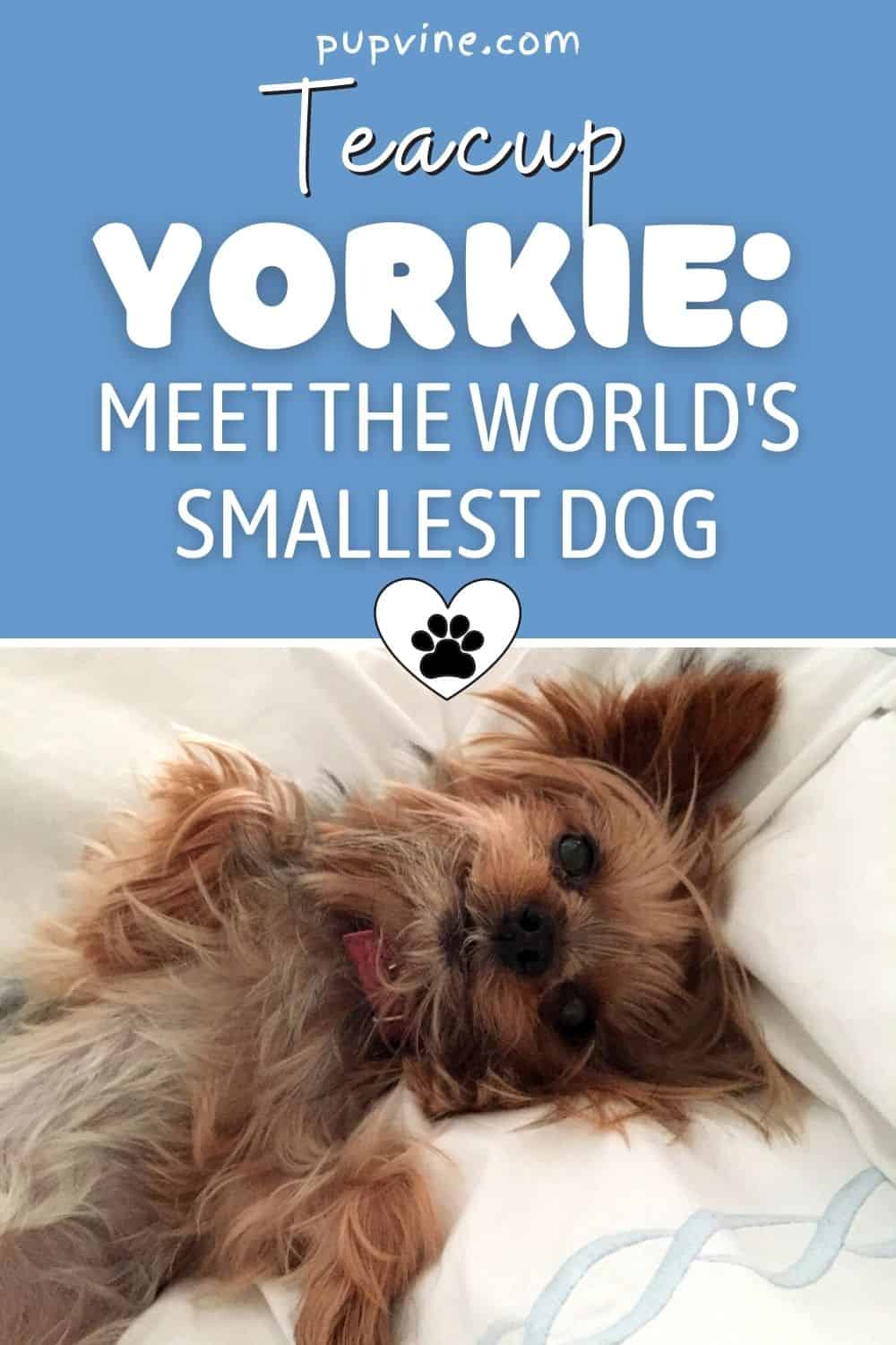 Teacup Yorkie: Meet The World's Smallest Dog 