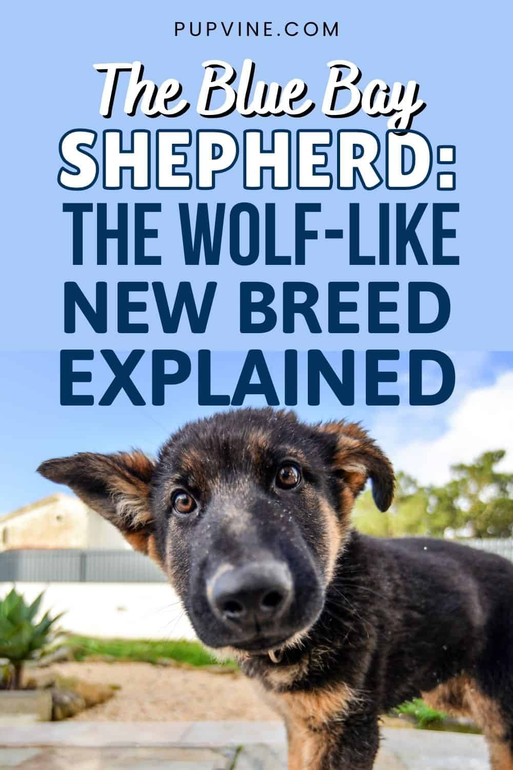 The Blue Bay Shepherd The Wolf-Like New Breed Explained