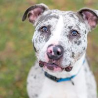 A Catahoula Leopard Dog x Pit Bull Terrier mixed breed dog looking up at the camera