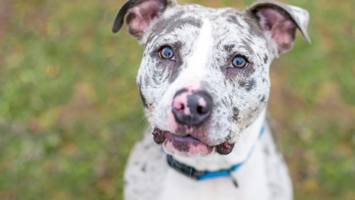 The Catahoula Pit Mix: A Mix You Never Heard Of Before