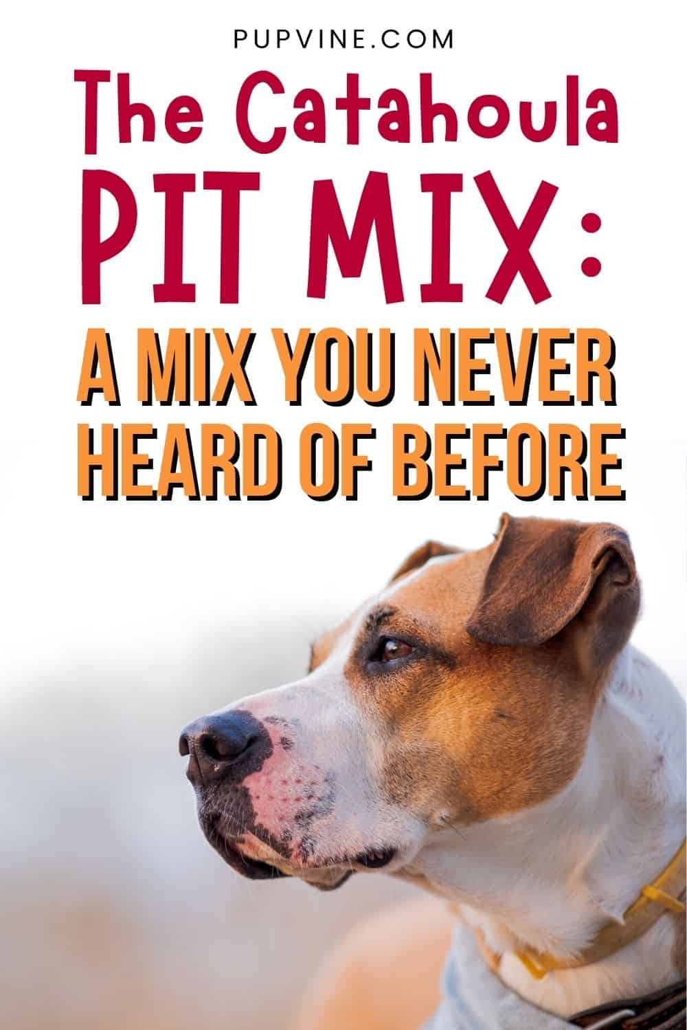 The Catahoula Pit Mix A Mix You Never Heard Of Before