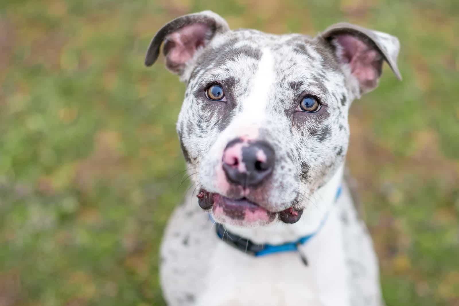 A Catahoula Leopard Dog x Pit Bull Terrier mixed breed dog looking up at the camera