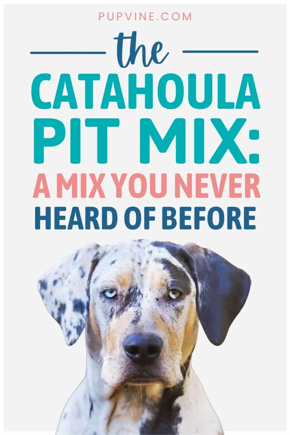 The Catahoula Pit Mix: A Mix You Never Heard Of Before