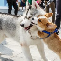 Lively corgi and husky are playing