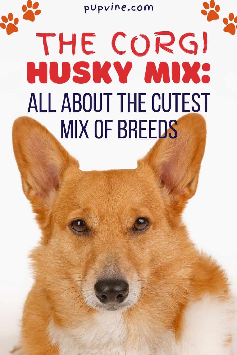 Breed Guide: The Corgi Husky Mix – petventuresbook