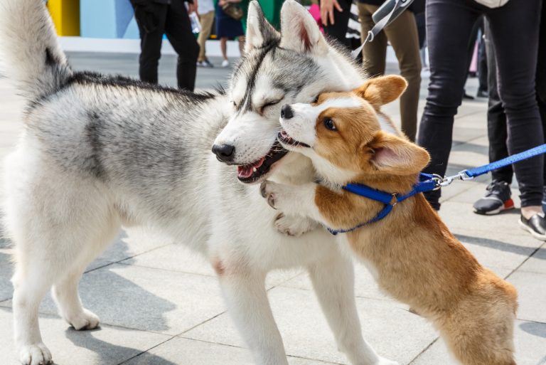 Lively corgi and husky are playing