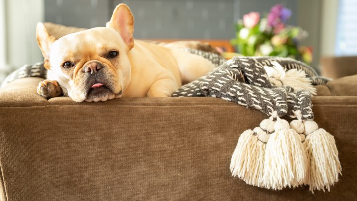 Cream French Bulldog: The Rare Frenchie That Everyone Wants!