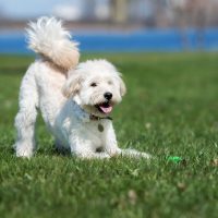 an english cream goldendoodle stretching its arms standing in the field