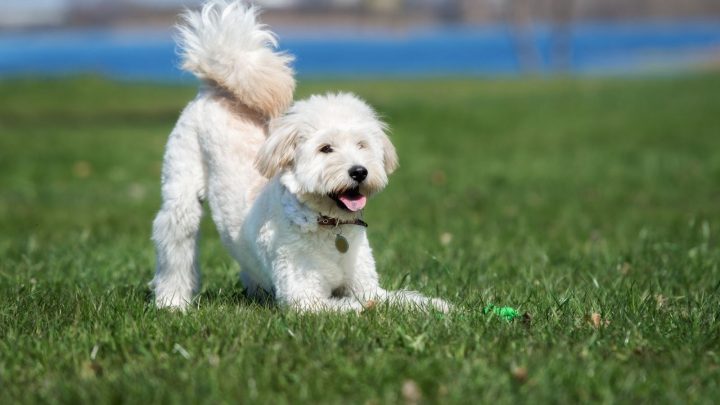 English Cream Goldendoodle: Here’s What You Need To Know