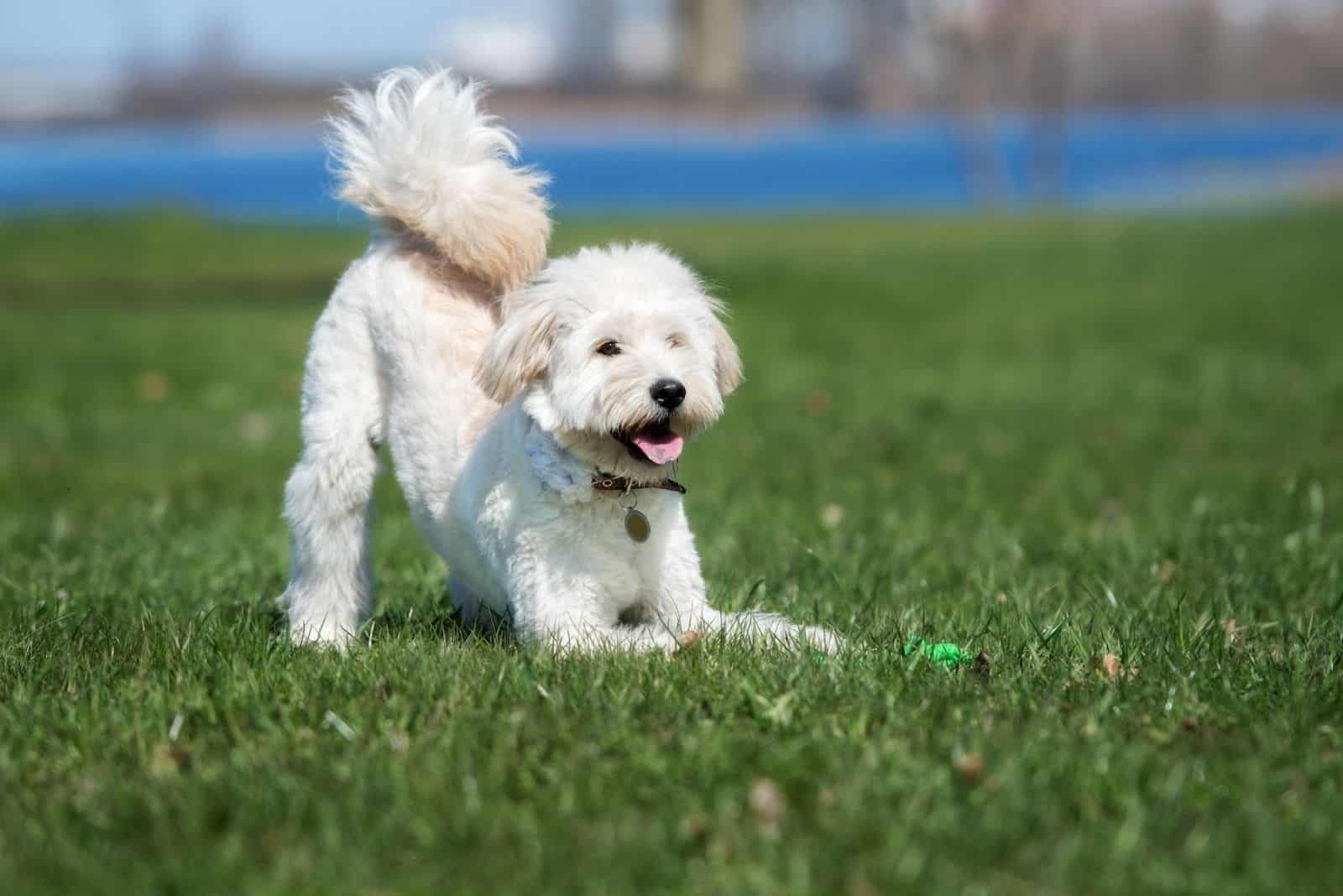 an english cream goldendoodle stretching its arms standing in the field