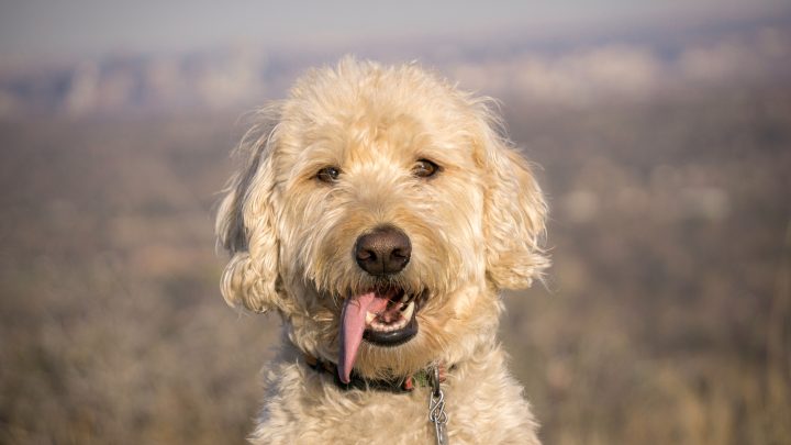 F1B Labradoodle – Why This Is The Best Doodle Generation