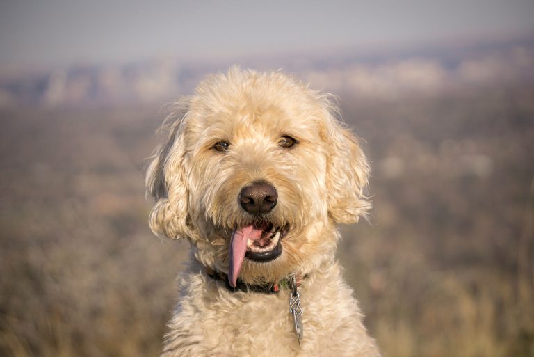 portrait of a labradoodle outside
