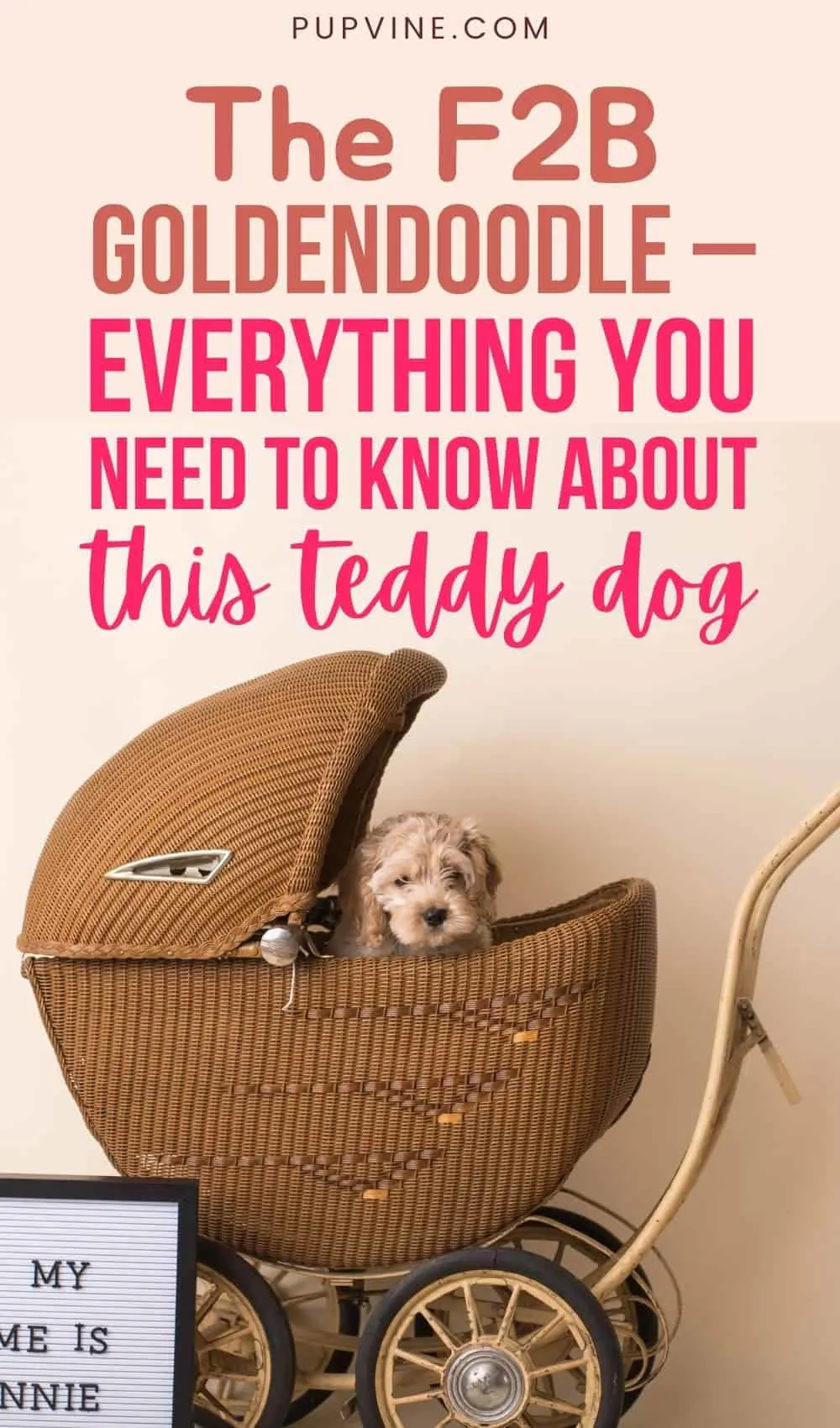 The F2B Goldendoodle Everything You Need To Know About This Teddy Dog