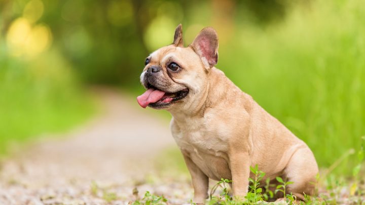 The Fabulous Colors: From Brindle To Sable French Bulldogs
