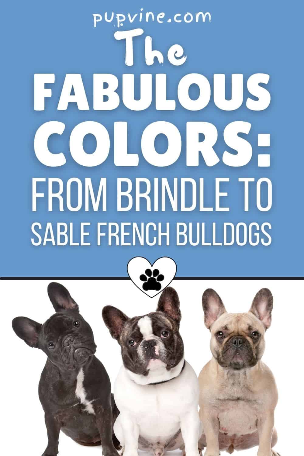 The Fabulous Colors: From Brindle To Sable French Bulldogs