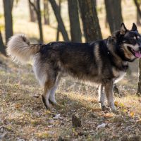 german shepherd husky mix