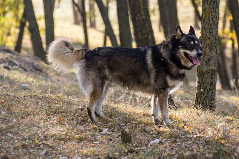 german shepherd husky mix