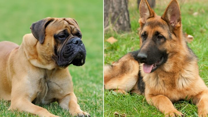 The German Shepherd Mastiff Mix: All On This Amazing Giant