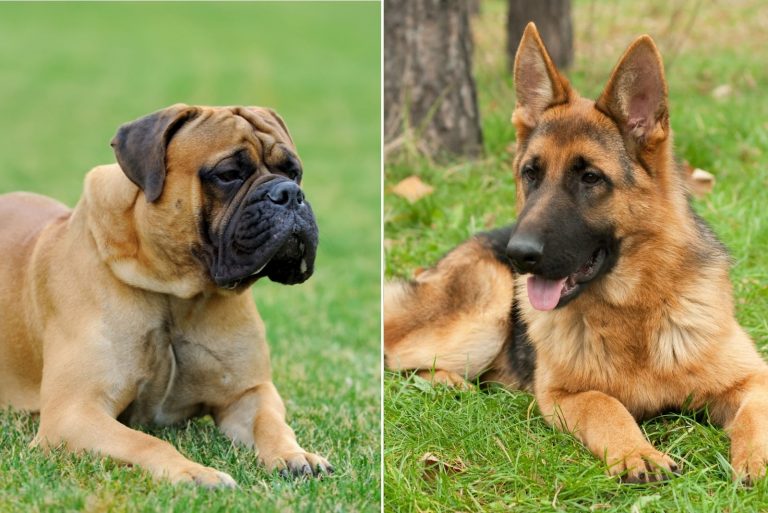 german shepherd and english mastiff