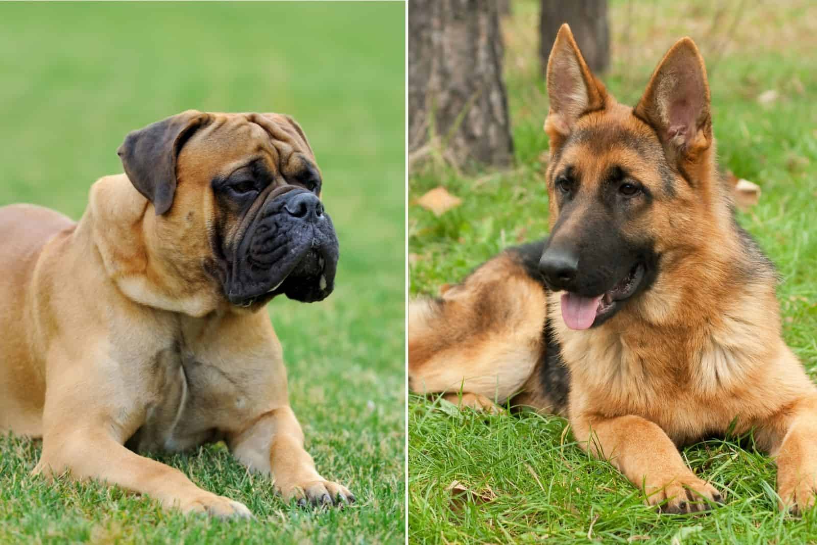 The German Shepherd Mastiff Mix: All On This Amazing Giant