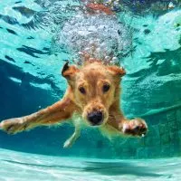 a golden labrador retriever dives into the pool