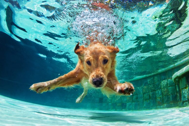 a golden labrador retriever dives into the pool