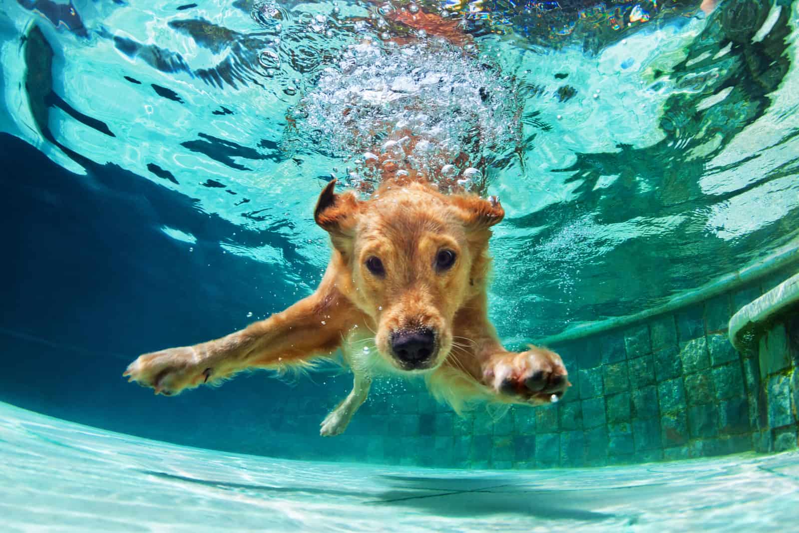 The Greatest List Of Dog Quotes: 150+ Best Quotes You Will Ever Read