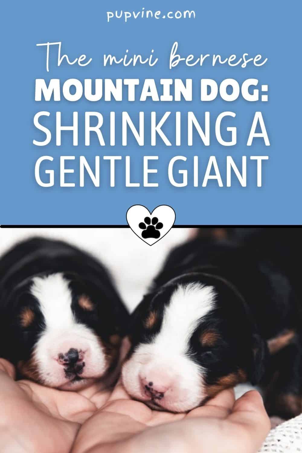 The Mini Bernese Mountain Dog: Shrinking A Gentle Giant