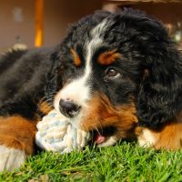 cute bernese mountain dog puppy with a ball in the mouth