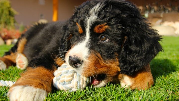The Mini Bernese Mountain Dog: Shrinking A Gentle Giant