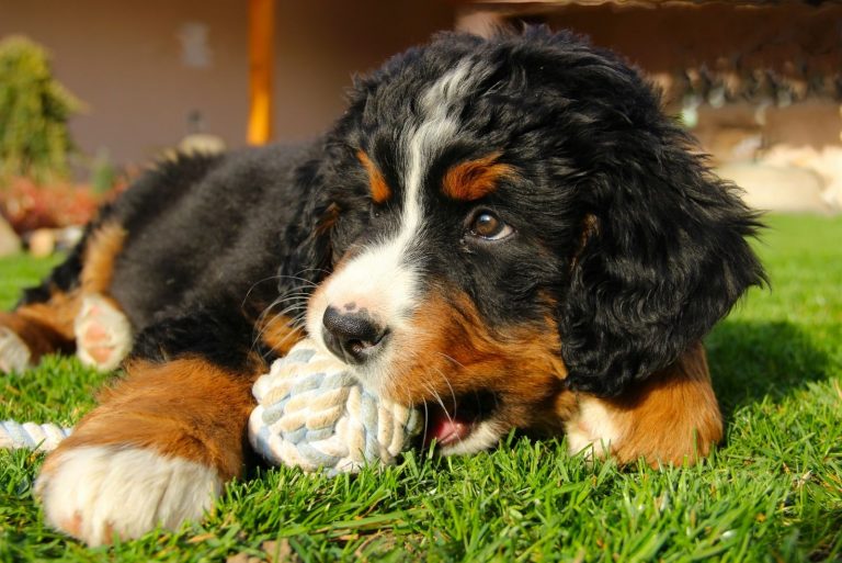 cute bernese mountain dog puppy with a ball in the mouth