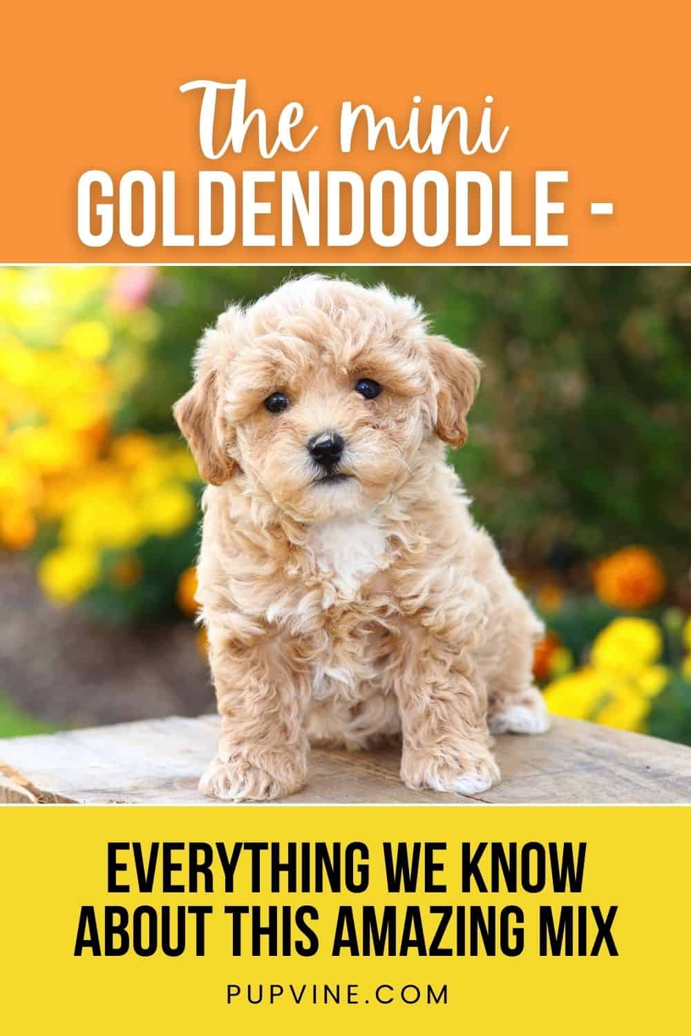 The Mini Goldendoodle - Everything We Know About This Amazing Mix