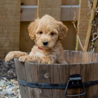 Mini Goldendoodle puppy