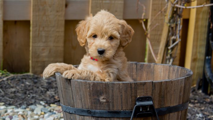 The Mini Goldendoodle – Everything We Know About This Amazing Mix