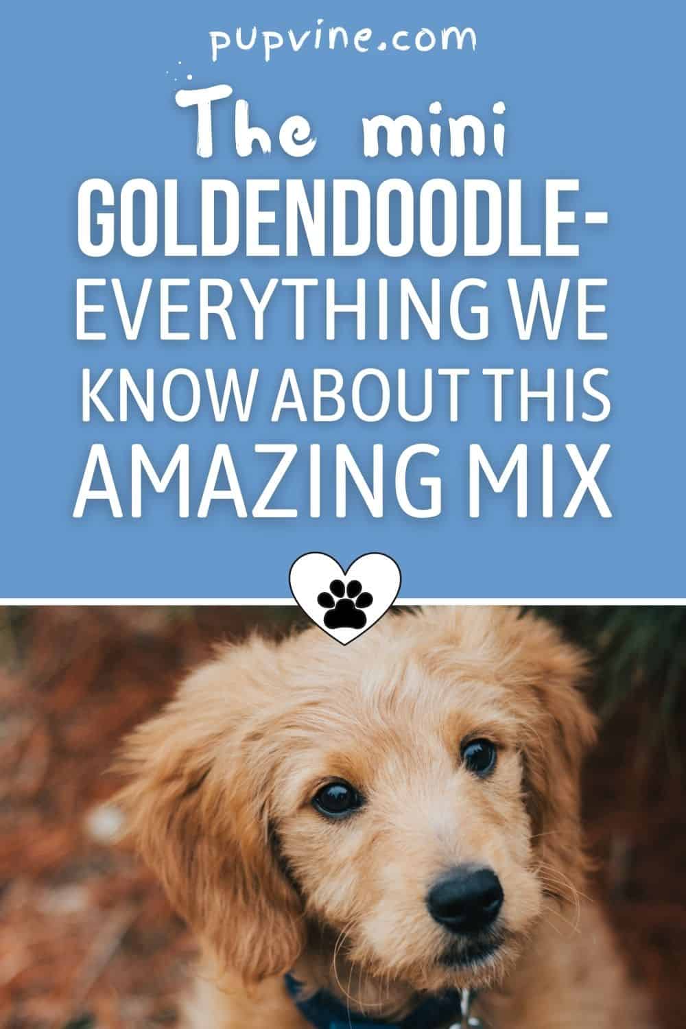 The Mini Goldendoodle - Everything We Know About This Amazing Mix
