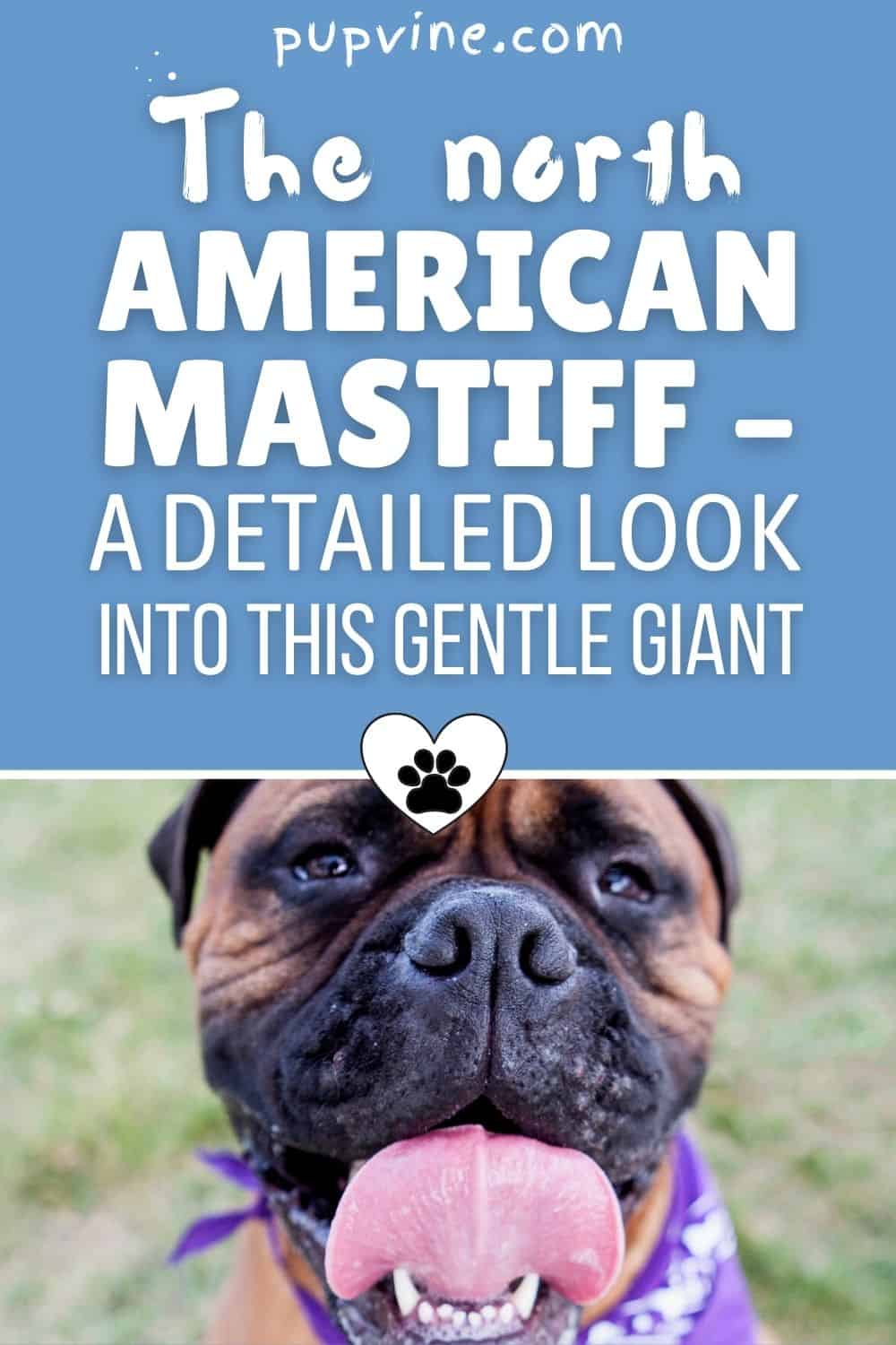 The North American Mastiff – A Detailed Look Into This Gentle Giant