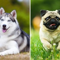 husky and pug