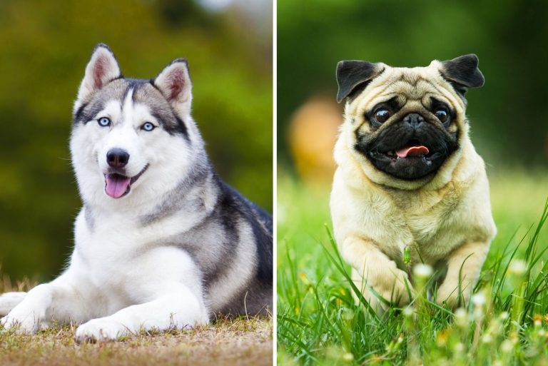 husky and pug