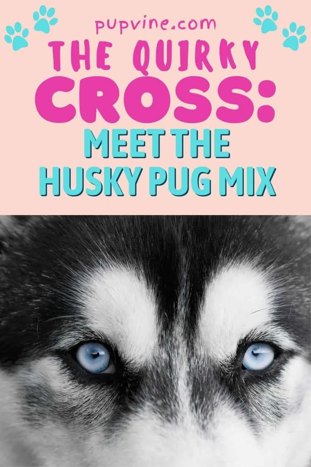The Quirky Cross: Meet The Husky Pug Mix