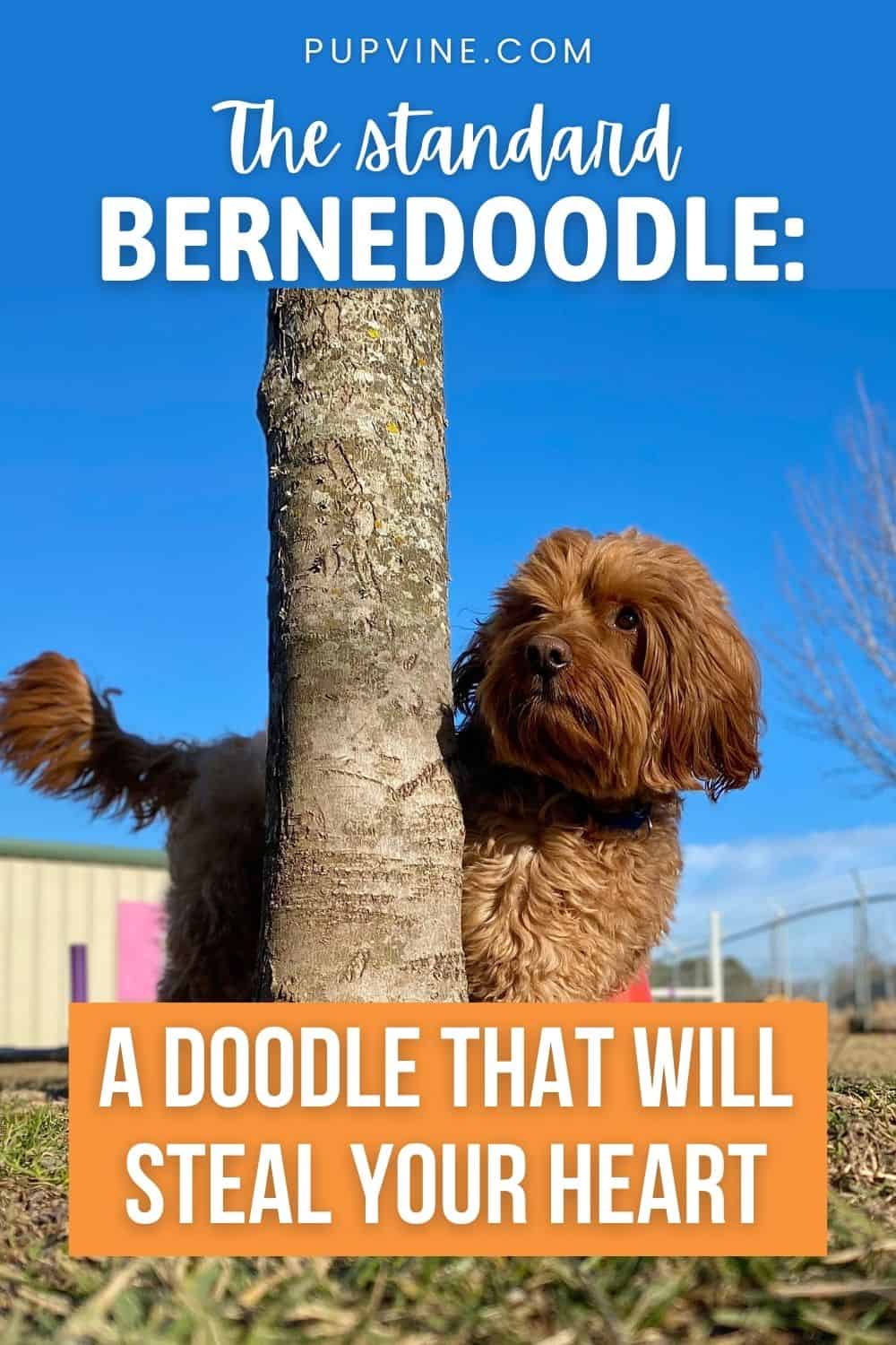 The Standard Bernedoodle A Doodle That Will Steal Your Heart