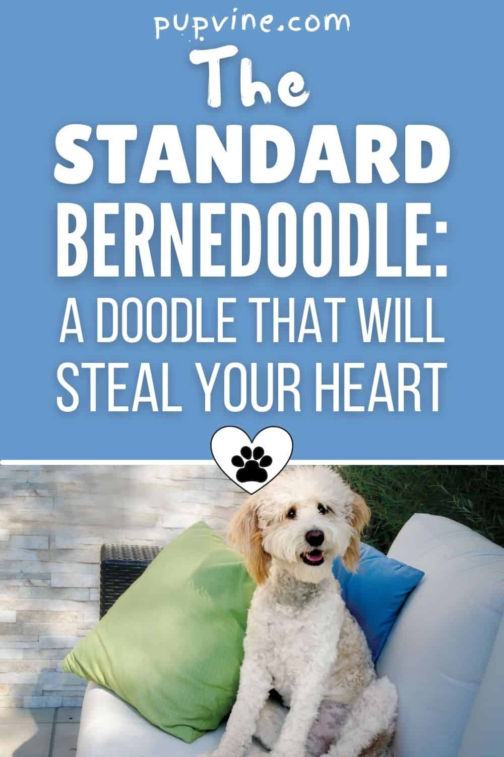 The Standard Bernedoodle: A Doodle That Will Steal Your Heart