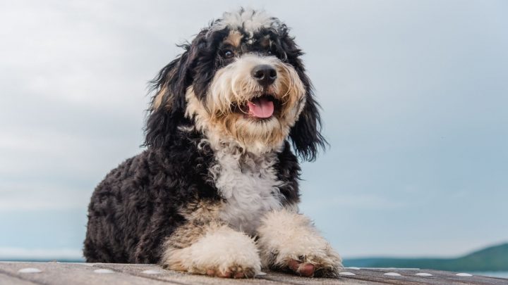 Standard Bernedoodle: A Pooch That Will Steal Your Heart